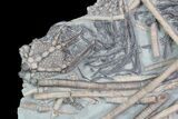 Exceptional, Crinoid Plate (Gaurocrinus) - Quebec #92471-1
